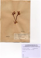 藏品(日本石花菜)的圖片